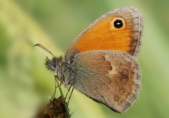 Coenonympha pamphilus